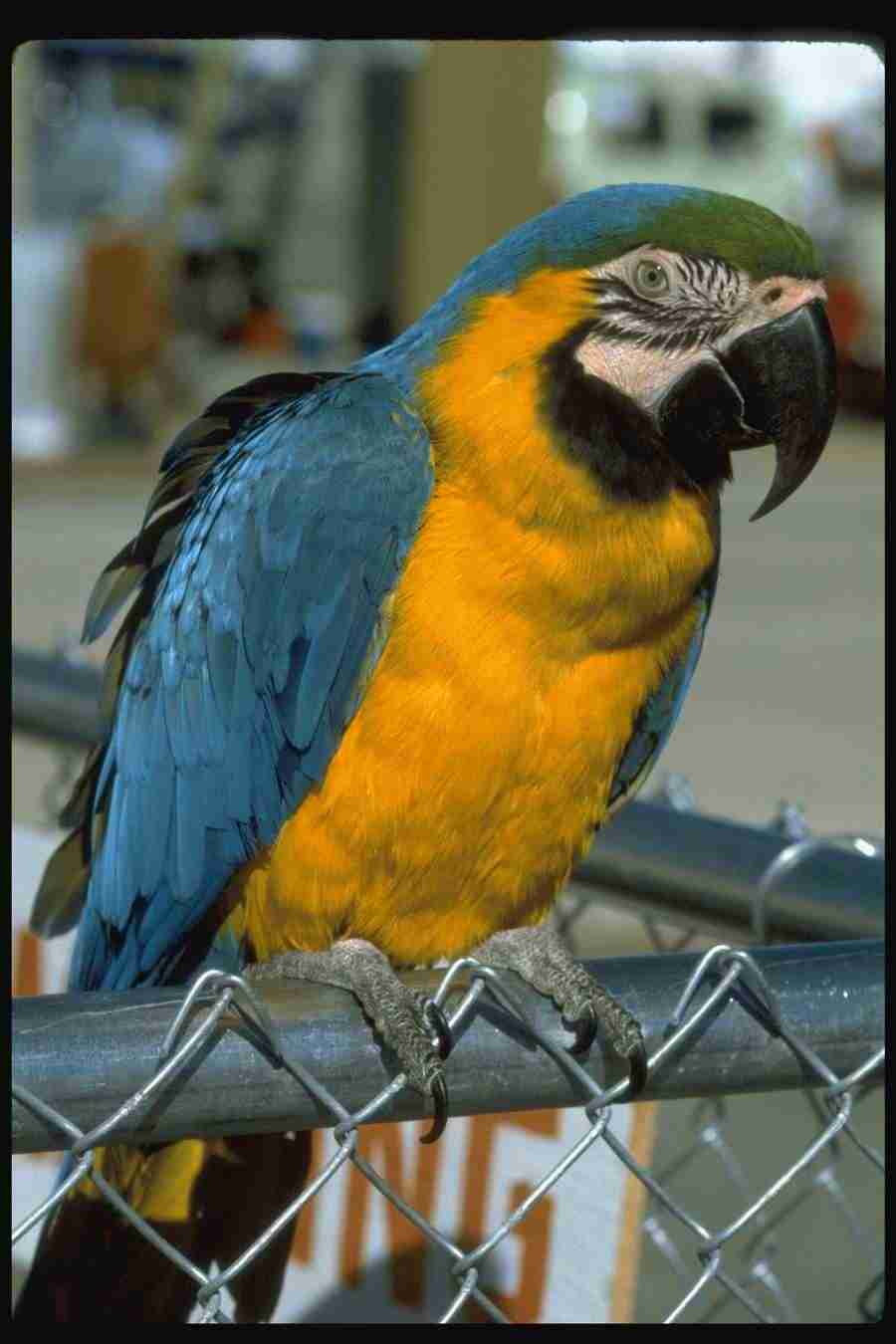 Birds - Corel Professional Photos ></a>
<script language=JavaScript> 
  var txt = 
