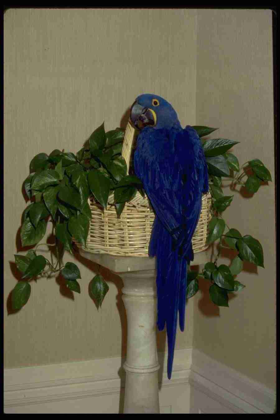 Birds - Corel Professional Photos ></a>
<script language=JavaScript> 
  var txt = 