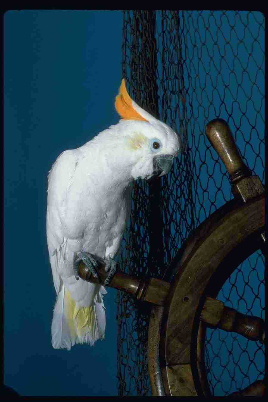 Birds - Corel Professional Photos ></a>
<script language=JavaScript> 
  var txt = 