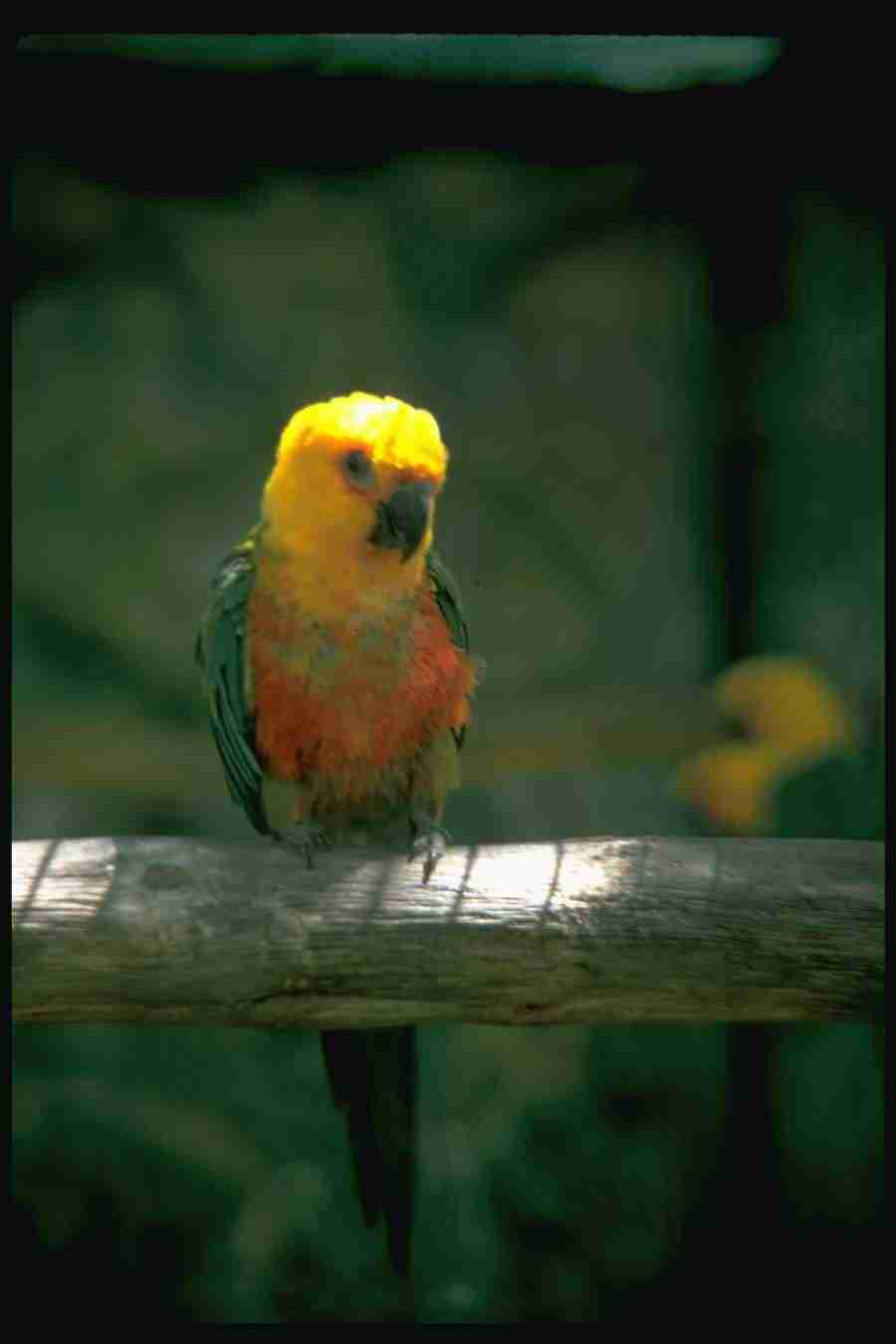 Birds - Corel Professional Photos ></a>
<script language=JavaScript> 
  var txt = 