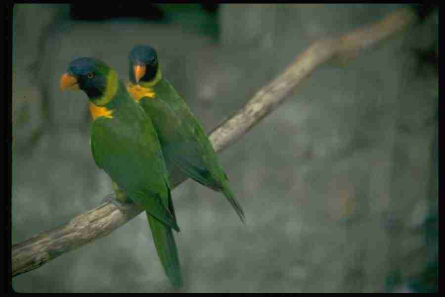 Birds - Corel Professional Photos ></a>
<script language=JavaScript> 
  var txt = 