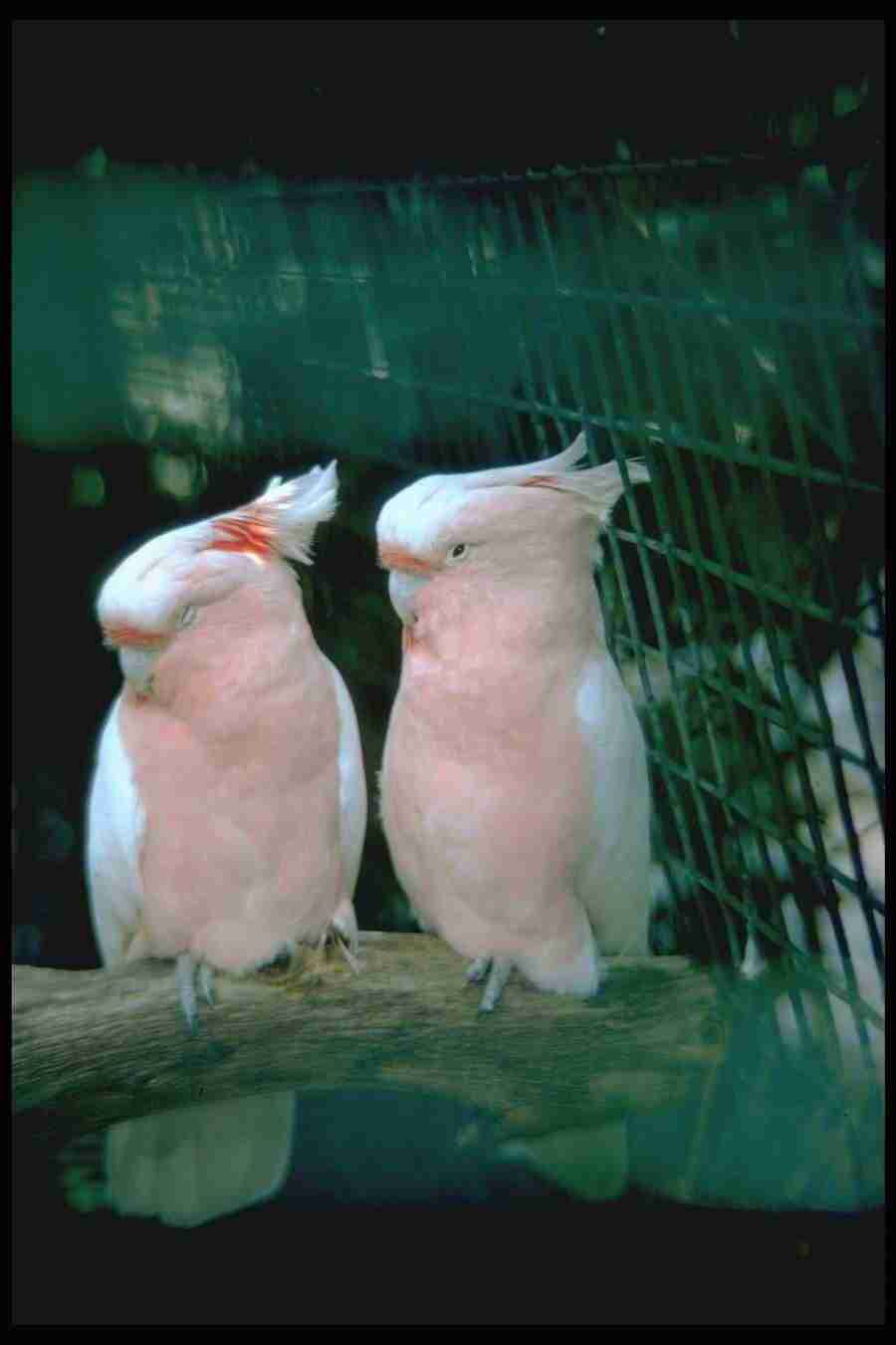 Birds - Corel Professional Photos ></a>
<script language=JavaScript> 
  var txt = 