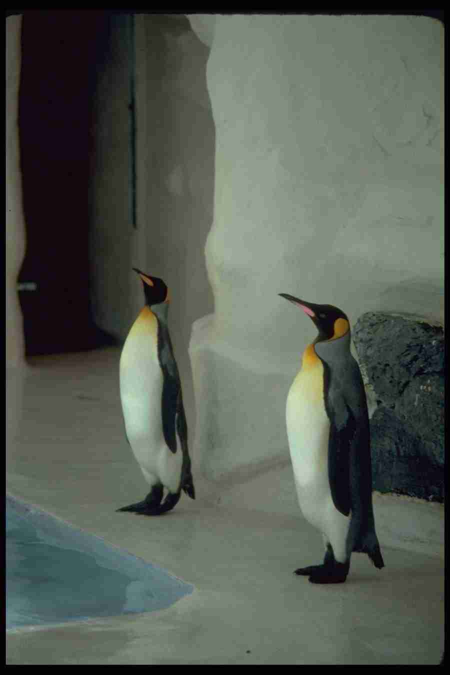 Birds - Corel Professional Photos ></a>
<script language=JavaScript> 
  var txt = 