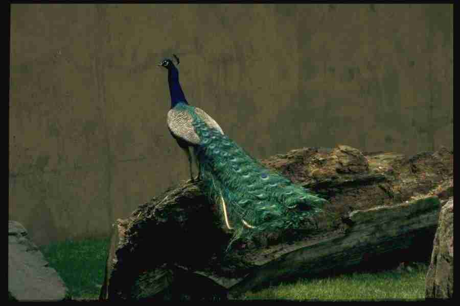 Birds - Corel Professional Photos ></a>
<script language=JavaScript> 
  var txt = 