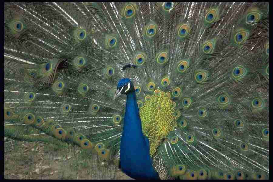 Birds - Corel Professional Photos ></a>
<script language=JavaScript> 
  var txt = 