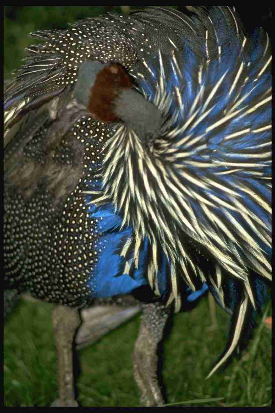 Birds - Corel Professional Photos ></a>
<script language=JavaScript> 
  var txt = 