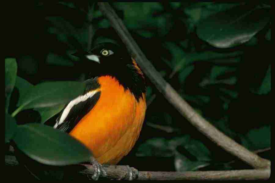 Birds - Corel Professional Photos ></a>
<script language=JavaScript> 
  var txt = 