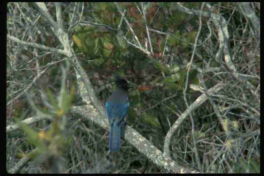 Birds - Corel Professional Photos ></a>
<script language=JavaScript> 
  var txt = 