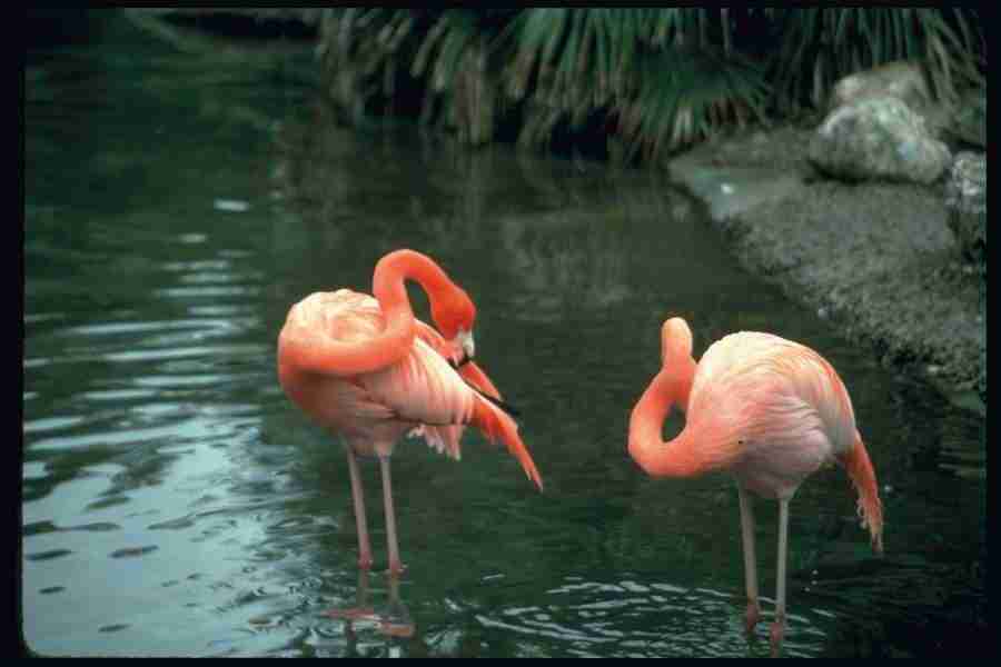 Birds - Corel Professional Photos ></a>
<script language=JavaScript> 
  var txt = 