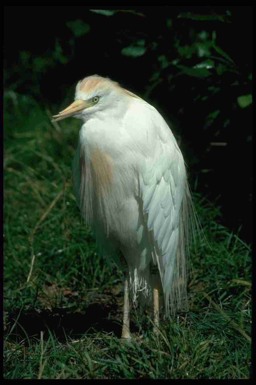 Birds - Corel Professional Photos ></a>
<script language=JavaScript> 
  var txt = 