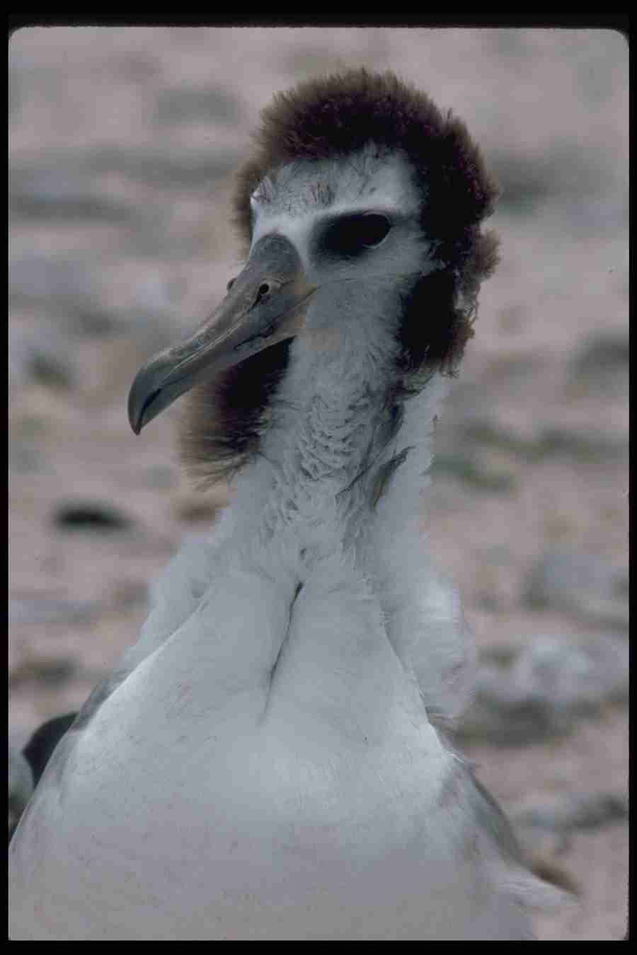 Birds - Corel Professional Photos ></a>
<script language=JavaScript> 
  var txt = 