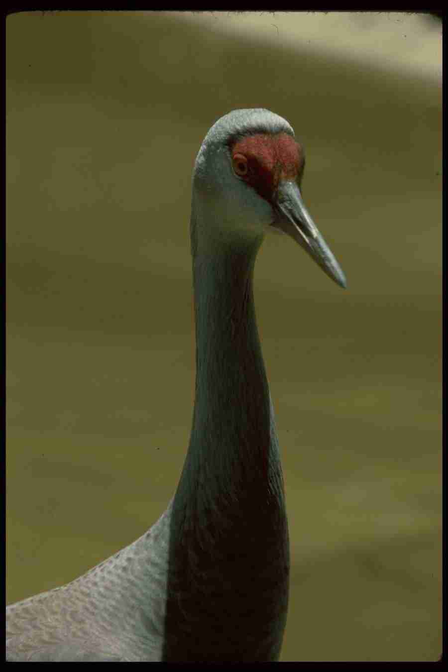 Birds - Corel Professional Photos ></a>
<script language=JavaScript> 
  var txt = 