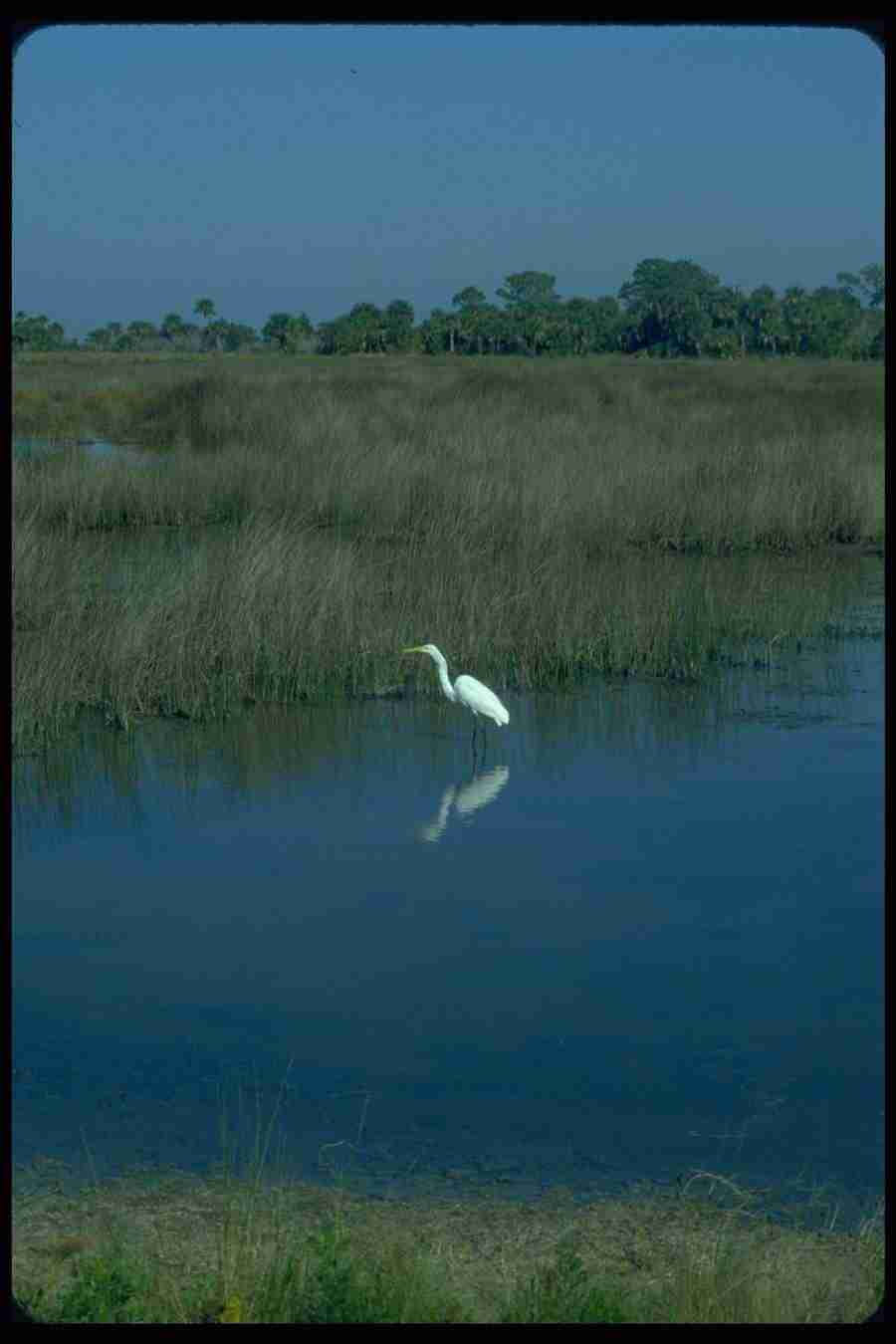 Birds - Corel Professional Photos ></a>
<script language=JavaScript> 
  var txt = 