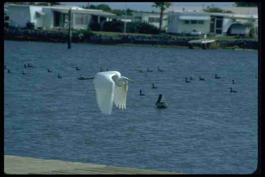 Birds - Corel Professional Photos ></a>
<script language=JavaScript> 
  var txt = 