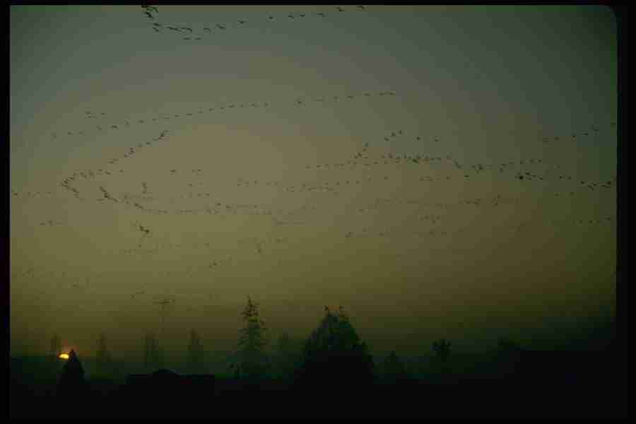 Birds - Corel Professional Photos ></a>
<script language=JavaScript> 
  var txt = 