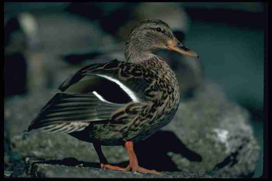 Birds - Corel Professional Photos ></a>
<script language=JavaScript> 
  var txt = 