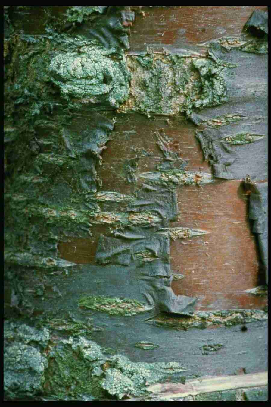 Barl Textures - Corel Professional Photos ></a>
<script language=JavaScript> 
  var txt = 