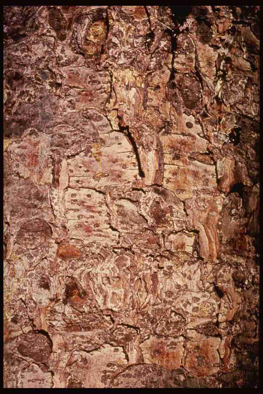 Barl Textures - Corel Professional Photos ></a>
<script language=JavaScript> 
  var txt = 