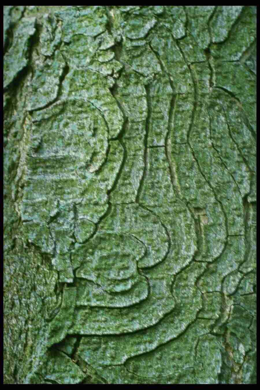 Barl Textures - Corel Professional Photos ></a>
<script language=JavaScript> 
  var txt = 