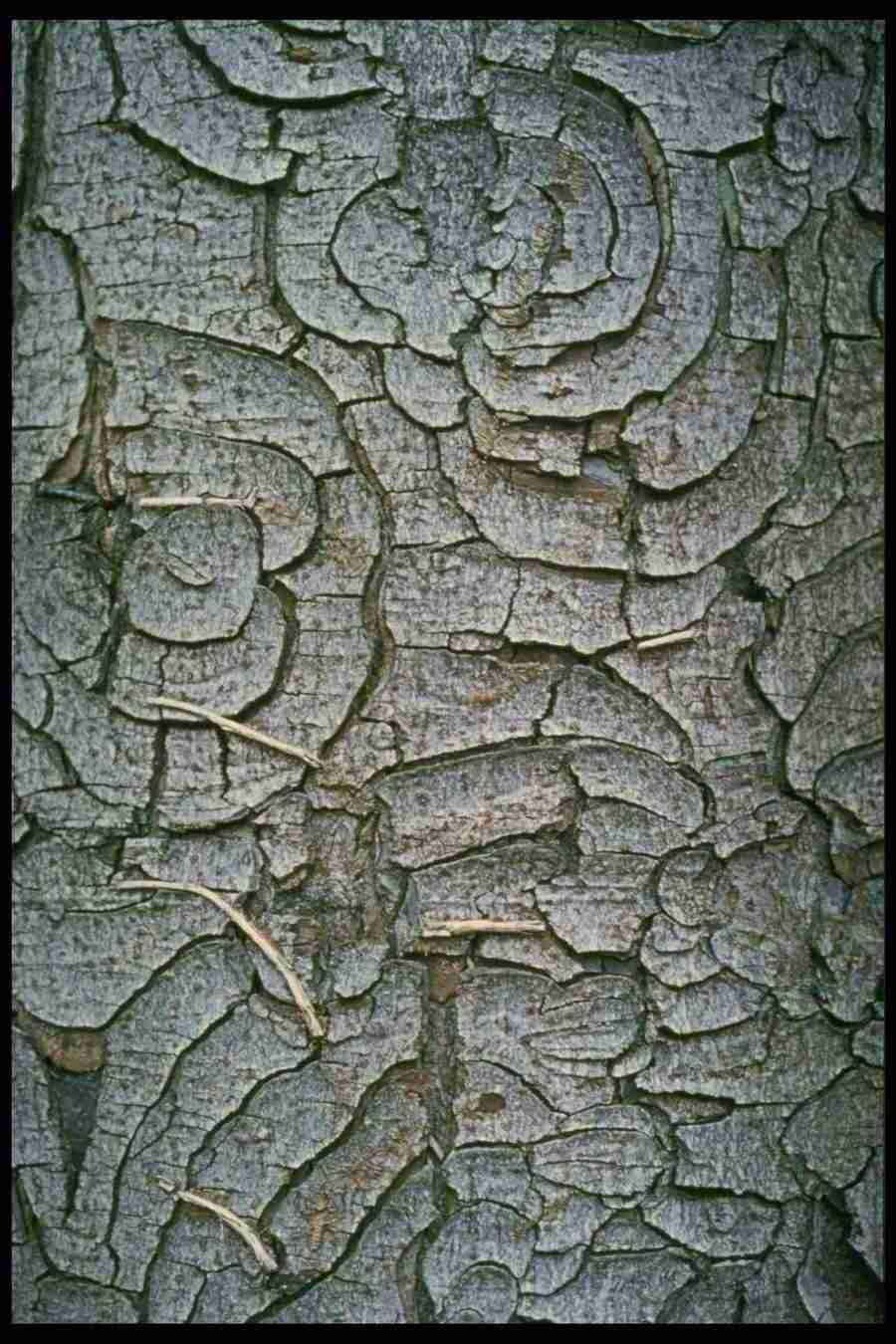 Barl Textures - Corel Professional Photos ></a>
<script language=JavaScript> 
  var txt = 