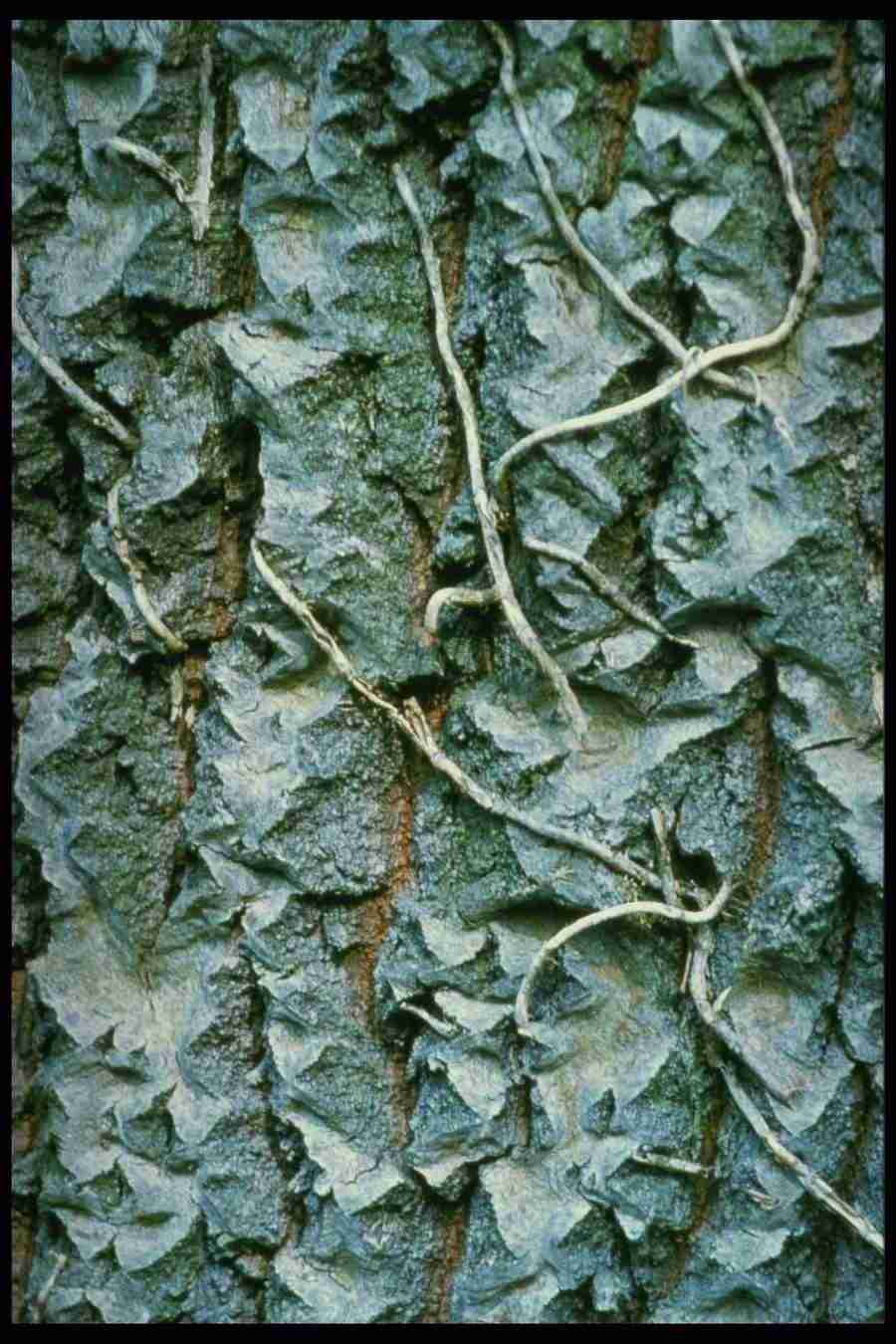 Barl Textures - Corel Professional Photos ></a>
<script language=JavaScript> 
  var txt = 
