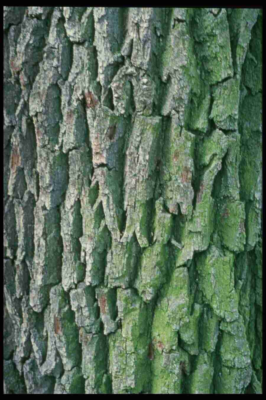 Barl Textures - Corel Professional Photos ></a>
<script language=JavaScript> 
  var txt = 