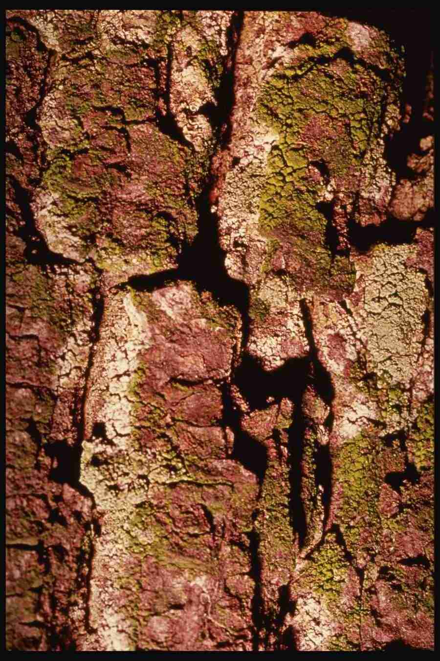 Barl Textures - Corel Professional Photos ></a>
<script language=JavaScript> 
  var txt = 