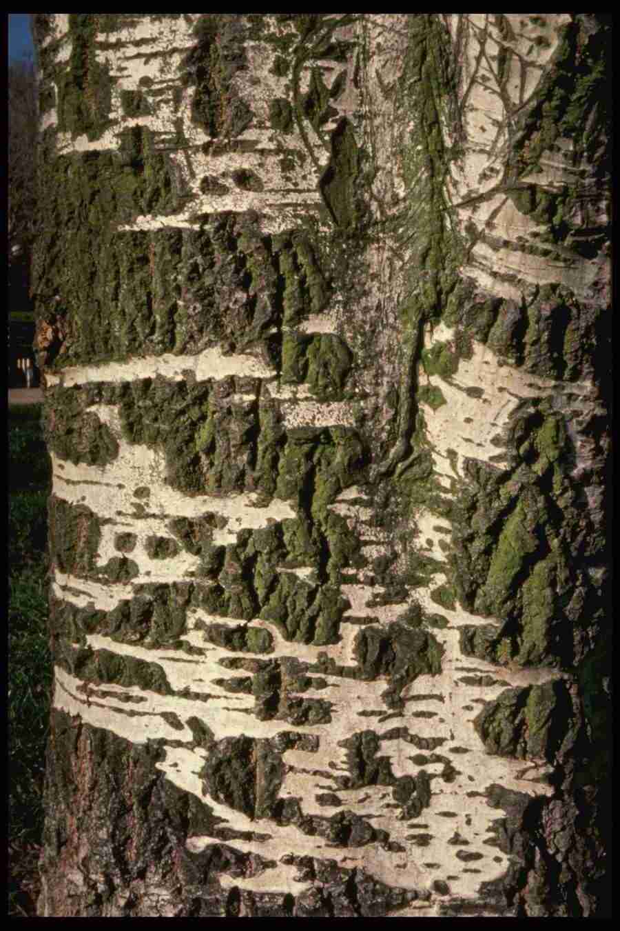 Barl Textures - Corel Professional Photos ></a>
<script language=JavaScript> 
  var txt = 