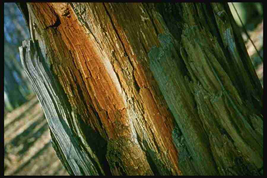 Barl Textures - Corel Professional Photos ></a>
<script language=JavaScript> 
  var txt = 