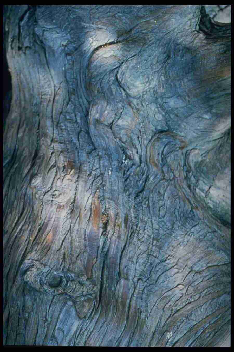 Barl Textures - Corel Professional Photos ></a>
<script language=JavaScript> 
  var txt = 