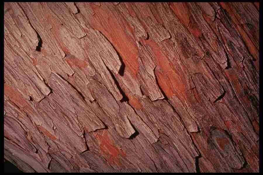 Barl Textures - Corel Professional Photos ></a>
<script language=JavaScript> 
  var txt = 