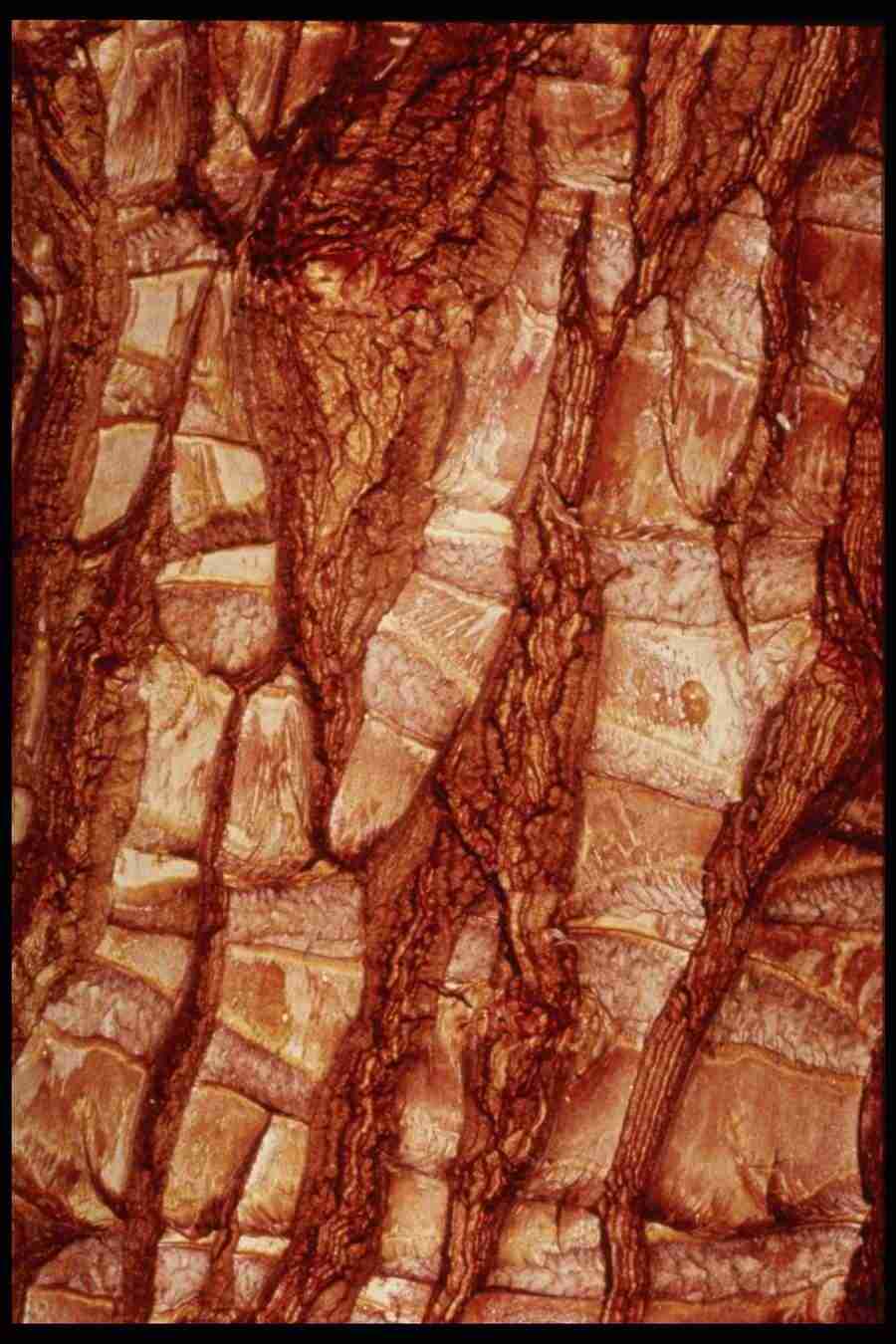 Barl Textures - Corel Professional Photos ></a>
<script language=JavaScript> 
  var txt = 