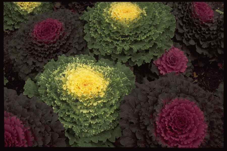 Colors And Textures - Corel Professional Photos ></a>
<script language=JavaScript> 
  var txt = 