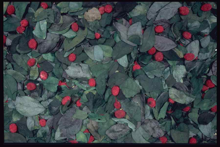 Colors And Textures - Corel Professional Photos ></a>
<script language=JavaScript> 
  var txt = 
