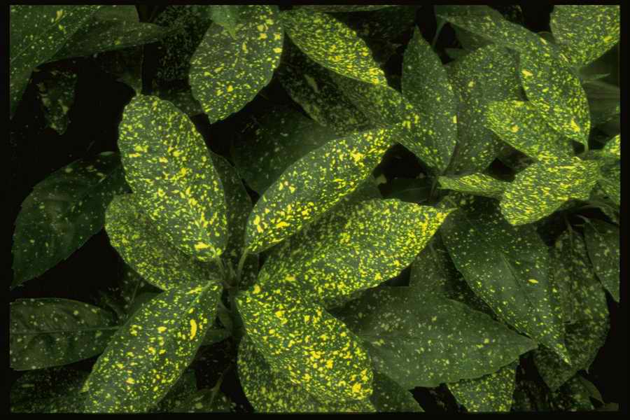 Colors And Textures - Corel Professional Photos ></a>
<script language=JavaScript> 
  var txt = 