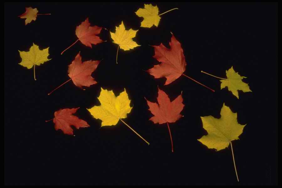 Colors And Textures - Corel Professional Photos ></a>
<script language=JavaScript> 
  var txt = 