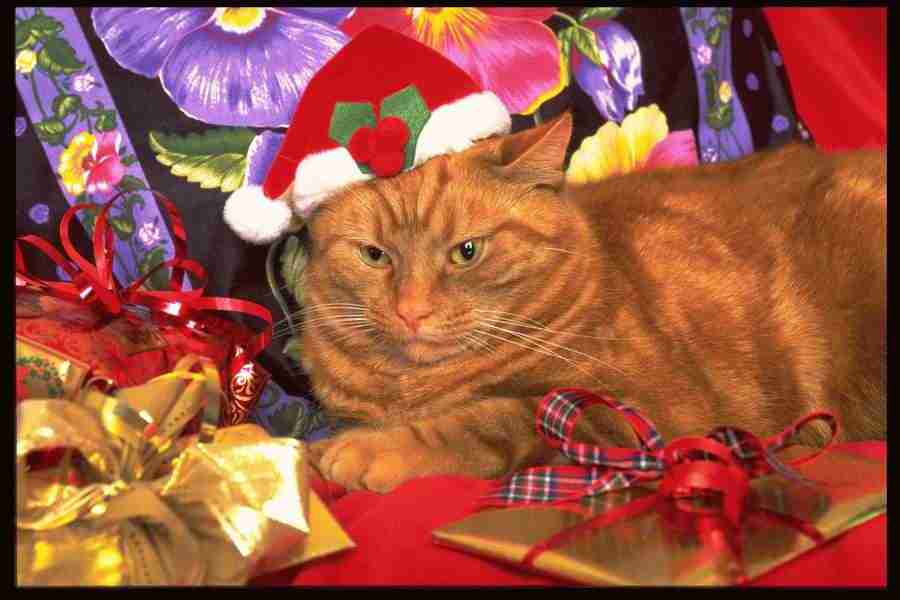 Christmas Celebration - Corel Professional Photos ></a>
<script language=JavaScript> 
  var txt = 