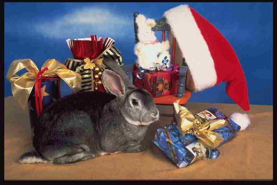 Christmas Celebration - Corel Professional Photos ></a>
<script language=JavaScript> 
  var txt = 