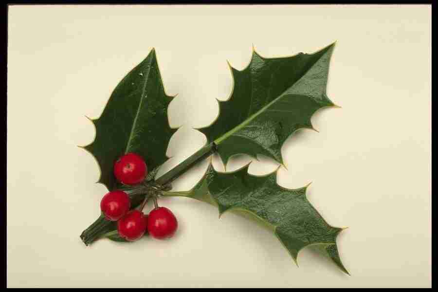 Christmas Celebration - Corel Professional Photos ></a>
<script language=JavaScript> 
  var txt = 