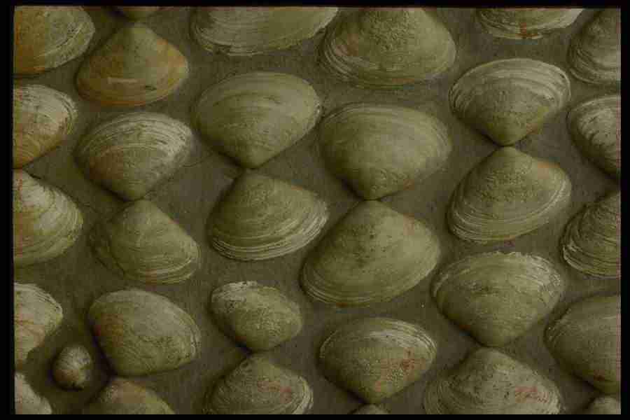 Creative Textures - Corel Professional Photos ></a>
<script language=JavaScript> 
  var txt = 