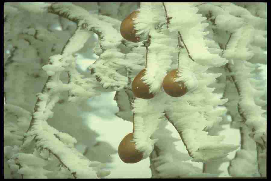 Frost and Ice - Corel Professional Photos ></a>
<script language=JavaScript> 
  var txt = 