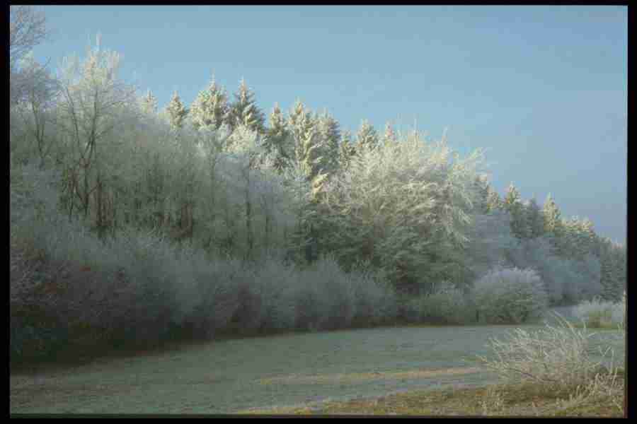 Frost and Ice - Corel Professional Photos ></a>
<script language=JavaScript> 
  var txt = 