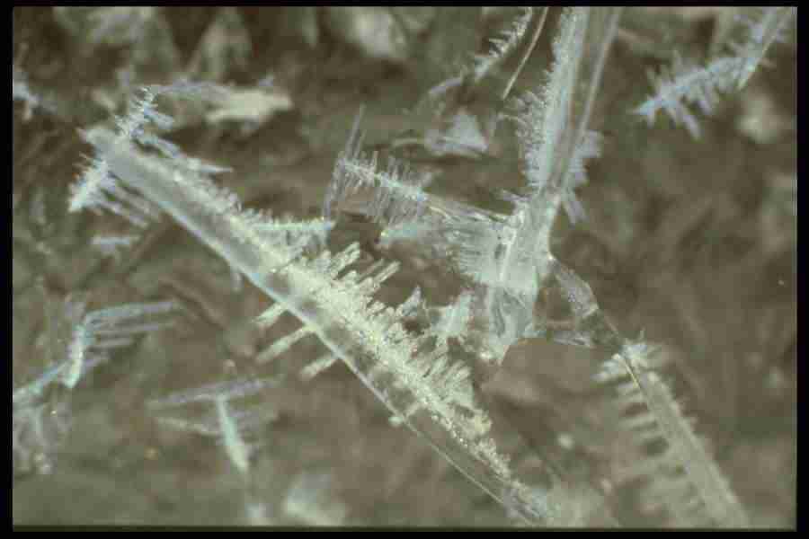 Frost and Ice - Corel Professional Photos ></a>
<script language=JavaScript> 
  var txt = 