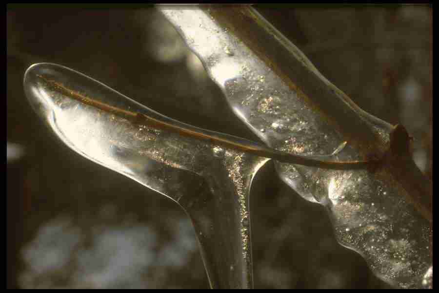Frost and Ice - Corel Professional Photos ></a>
<script language=JavaScript> 
  var txt = 
