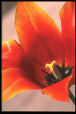 Corel Professional Photos: Flowers Close-Up 