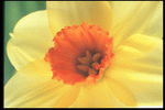 Corel Professional Photos: Flowers Close-Up 