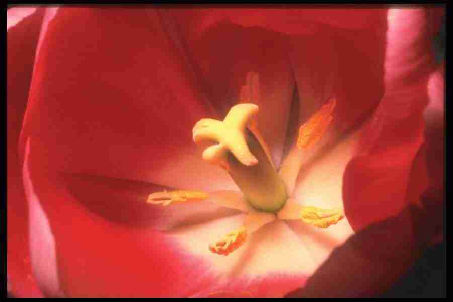 Flowers Close-Up - Corel Professional Photos ></a>
<script language=JavaScript> 
  var txt = 