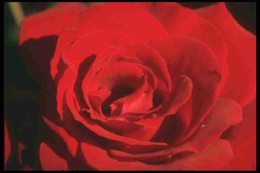 Flowers Close-Up - Corel Professional Photos ></a>
<script language=JavaScript> 
  var txt = 