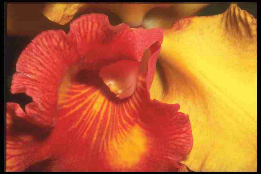 Flowers Close-Up - Corel Professional Photos ></a>
<script language=JavaScript> 
  var txt = 
