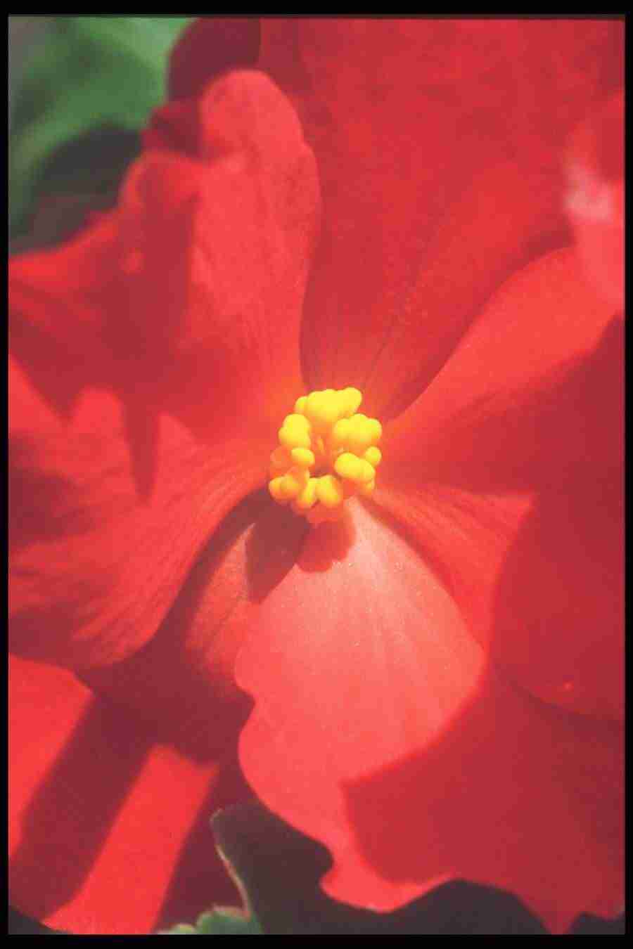 Flowers Close-Up - Corel Professional Photos ></a>
<script language=JavaScript> 
  var txt = 